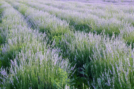 薰衣草
