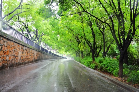 林蔭道雨景