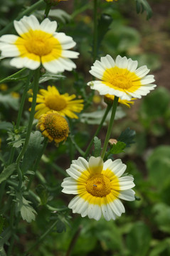 茼蒿花