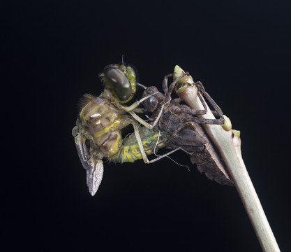 蜻蜓的 蛻變