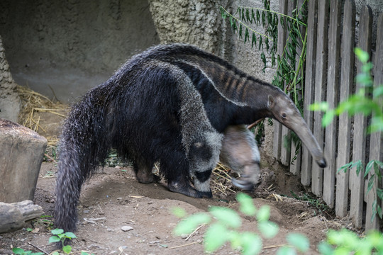食蟻獸