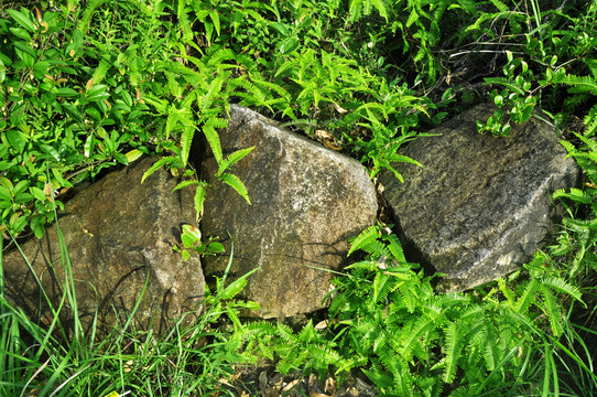 綠叢中石頭