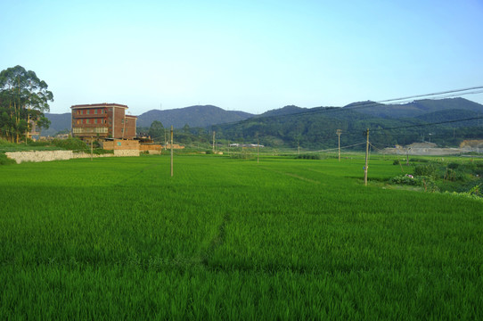 稻田風(fēng)光