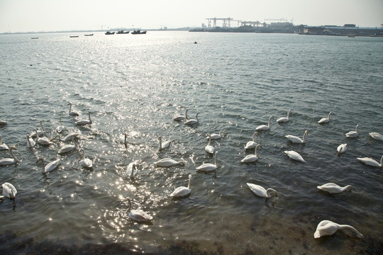 天鵝湖