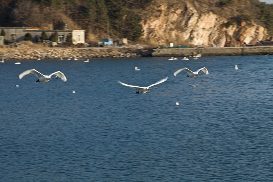 天鵝 