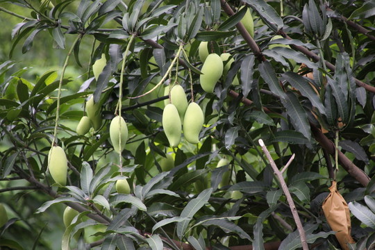 云南象牙芒果