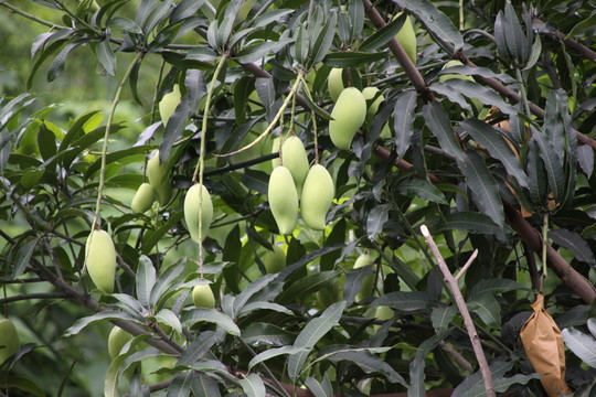 云南象牙芒果