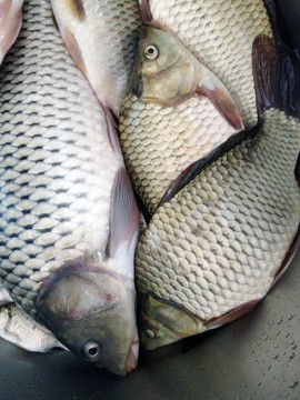 魚