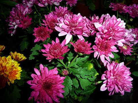 紅菊花