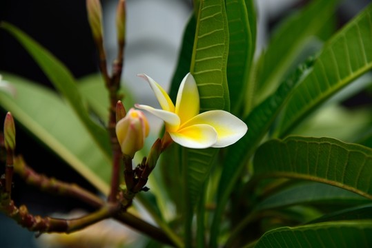 玉蘭花