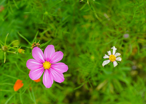 花