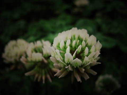 六月野花