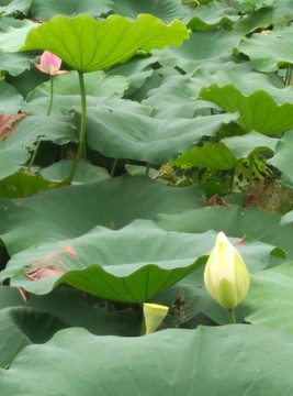 池塘之荷