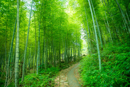 竹林小路