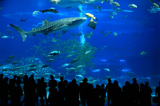 水族館鯨鯊