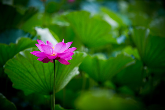 荷花