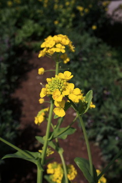 油菜花