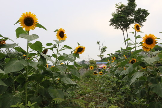 太陽花