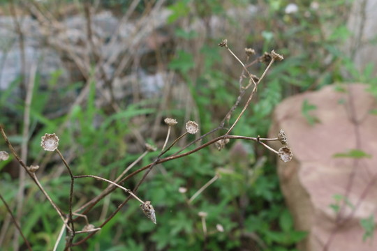 枯草