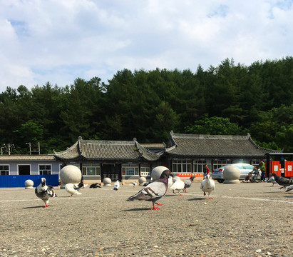 鴿視點