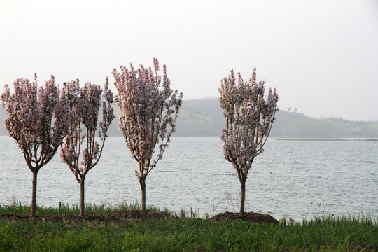 濕地公園 海棠