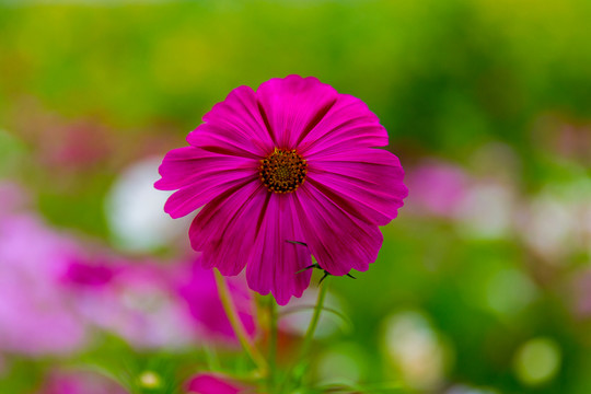 金盞菊