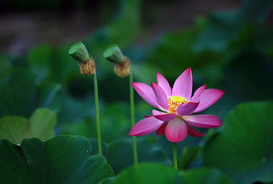 荷花