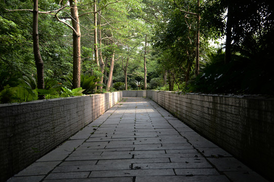 森林公園林間小道