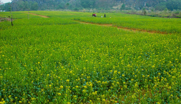 油菜花