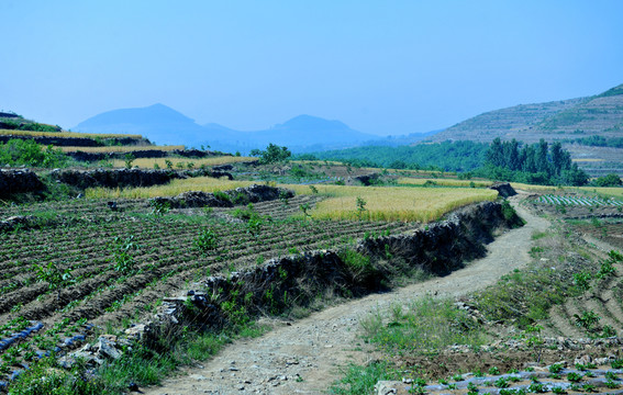 農(nóng)田 農(nóng)業(yè)種植