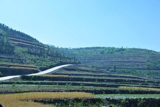 田野 農(nóng)田 農(nóng)業(yè)地
