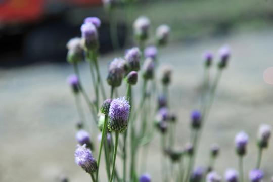 紫色花 野花