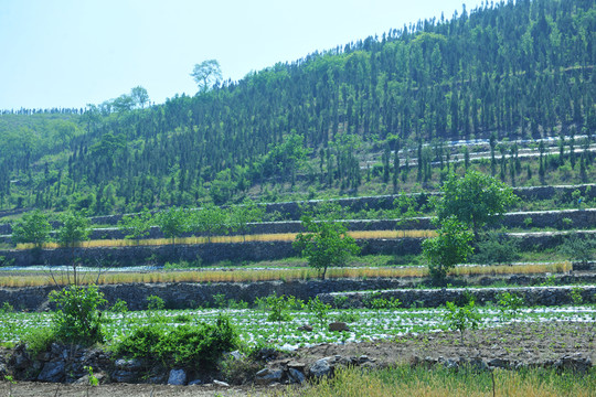 梯田 田野