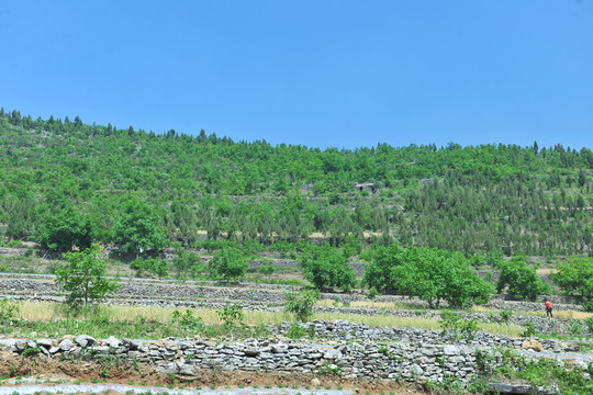 梯田 農(nóng)田 山景