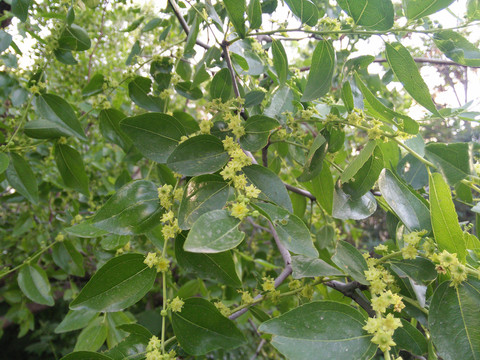 棗花