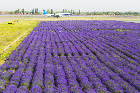 花園機(jī)場