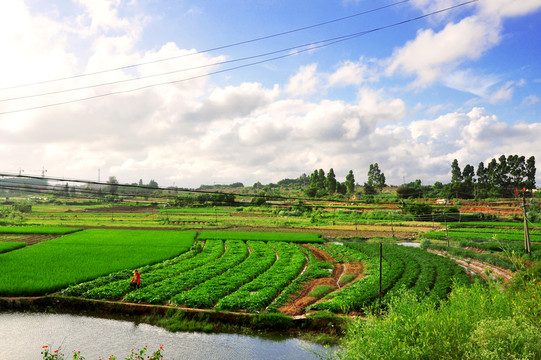 農(nóng)田