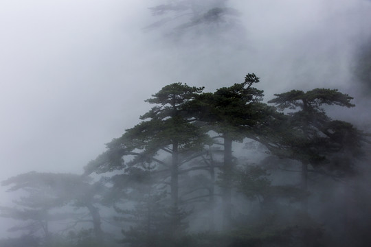 黃山松
