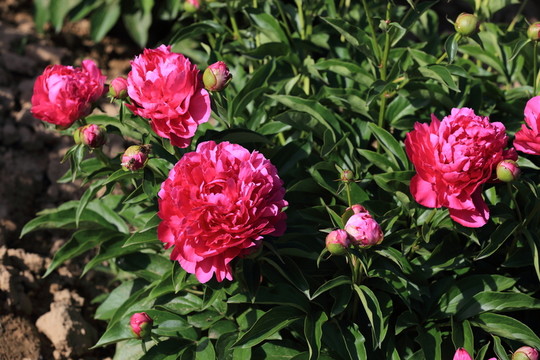 芍藥花