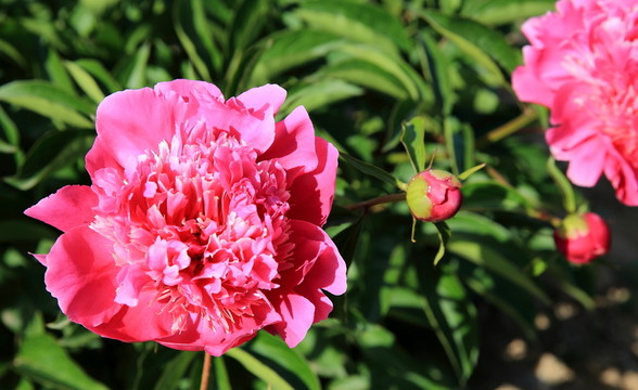 芍藥花