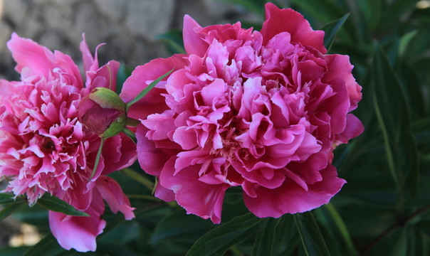 芍藥花