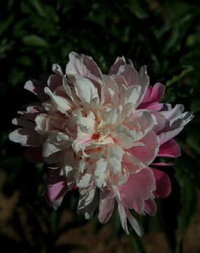 芍藥花