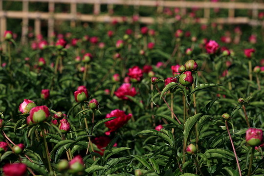 芍藥花
