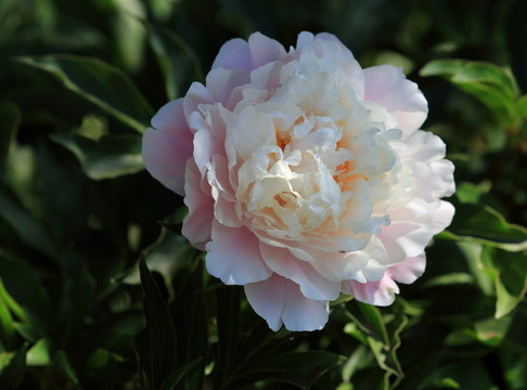 芍藥花