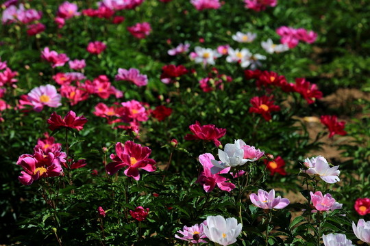 芍藥園