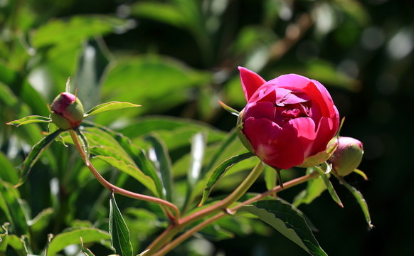 芍藥花