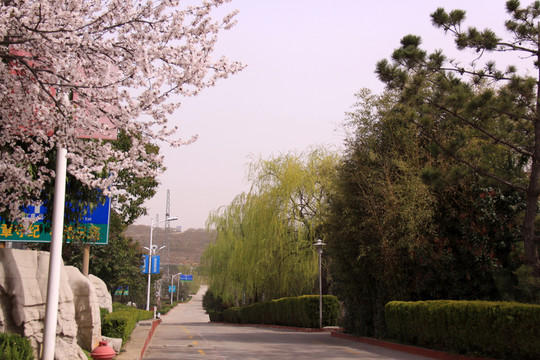 廠區(qū)風(fēng)景 廠區(qū)綠化