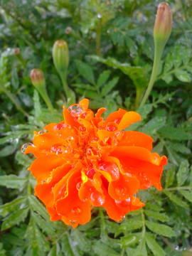 蝎子草  園林花卉