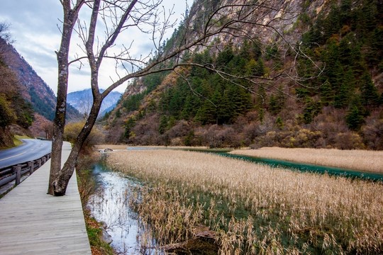 九寨溝蘆花海