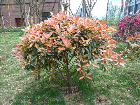 綠色植物